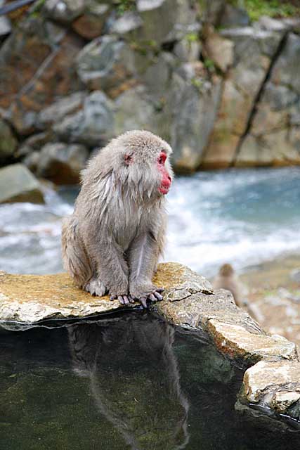 Japanese Snow Monkey (Macaca fuscata)