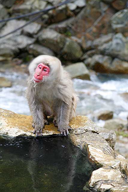 Japanese Snow Monkey (Macaca fuscata)