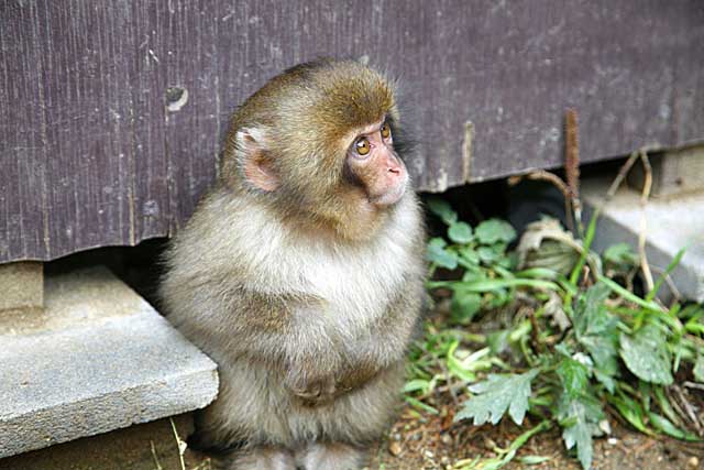 Japanese Snow Monkey (Macaca fuscata)