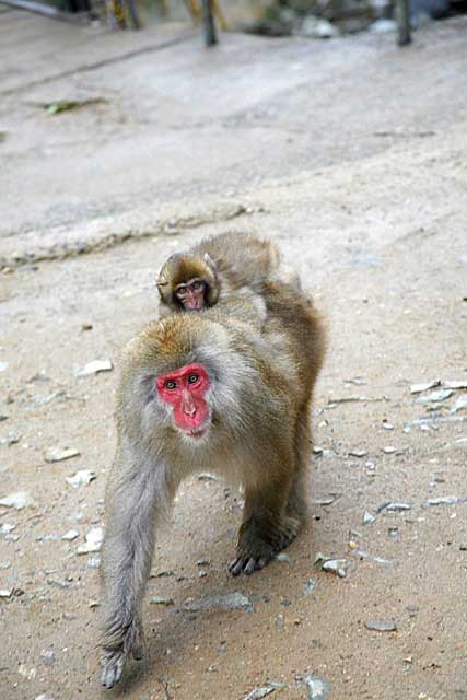 Japanese Snow Monkey (Macaca fuscata)