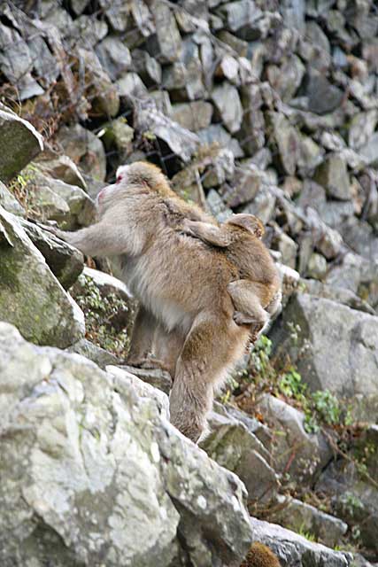 Japanese Snow Monkey (Macaca fuscata)