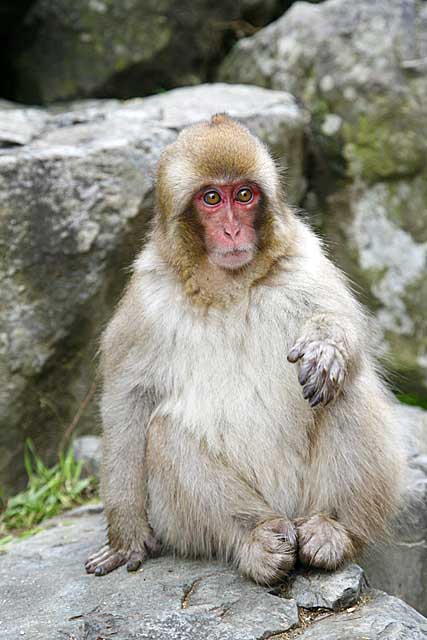 Japanese Snow Monkey (Macaca fuscata)