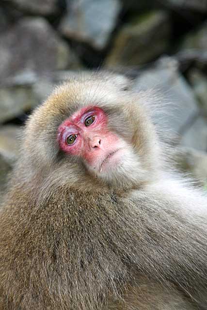 Japanese Snow Monkey (Macaca fuscata)