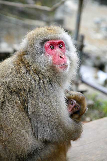 Japanese Snow Monkey (Macaca fuscata)