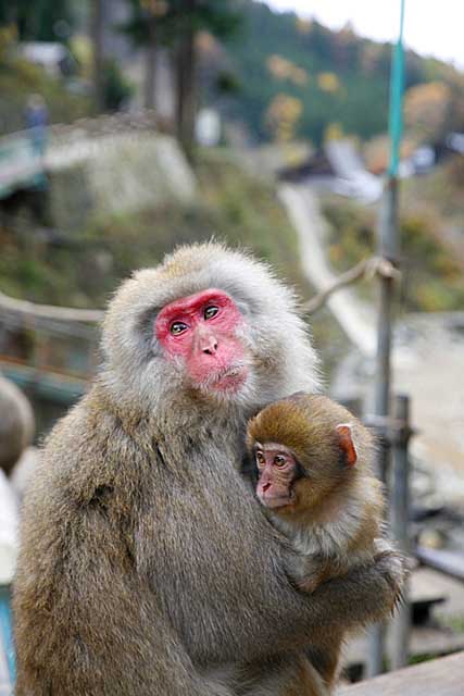 Japanese Snow Monkey (Macaca fuscata)