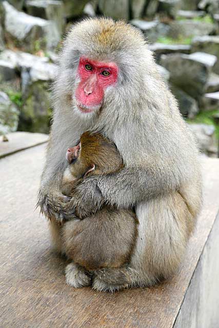 Japanese Snow Monkey (Macaca fuscata)