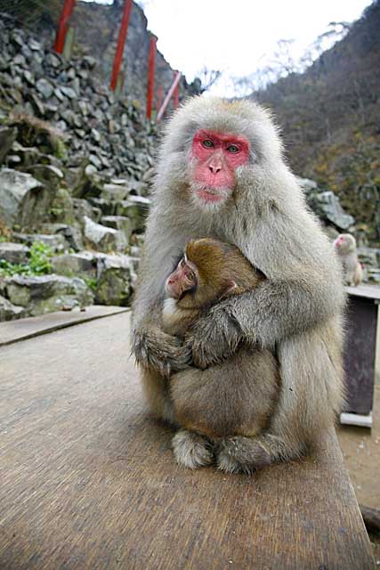 Japanese Snow Monkey (Macaca fuscata)