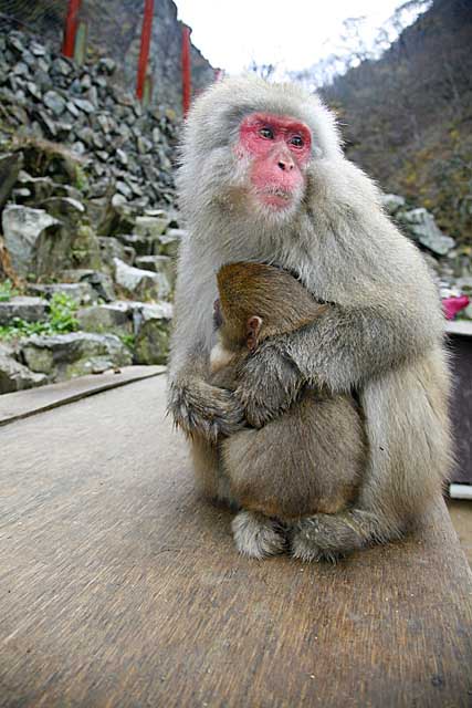 Japanese Snow Monkey (Macaca fuscata)