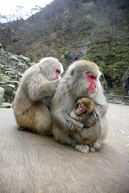 Japanese Snow Monkey (Macaca fuscata)