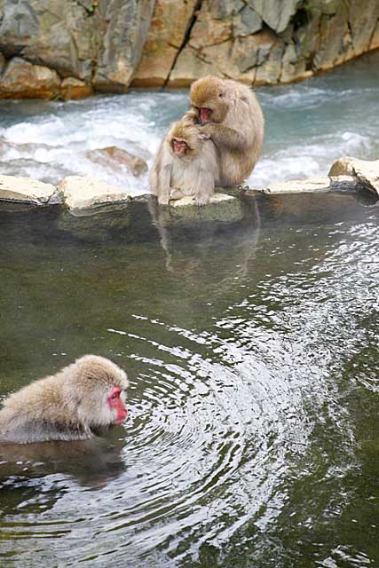 Japanese Snow Monkey (Macaca fuscata)