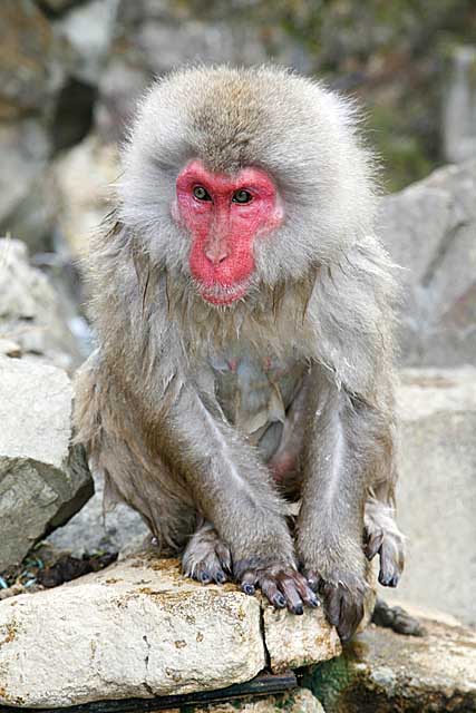 Japanese Snow Monkey (Macaca fuscata)