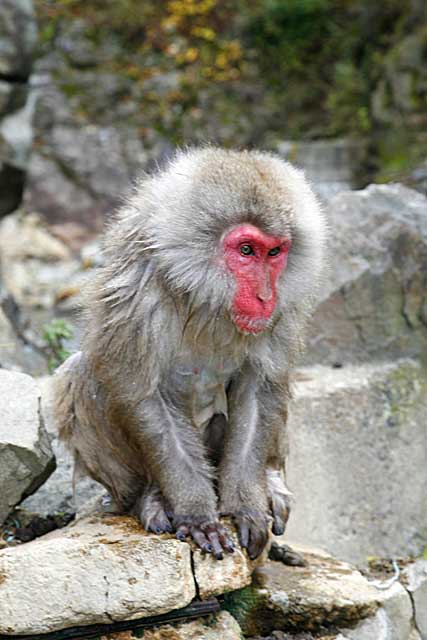 Japanese Snow Monkey (Macaca fuscata)