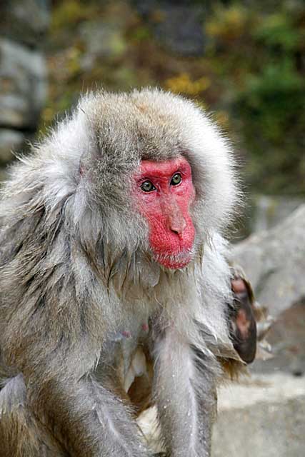 Japanese Snow Monkey (Macaca fuscata)