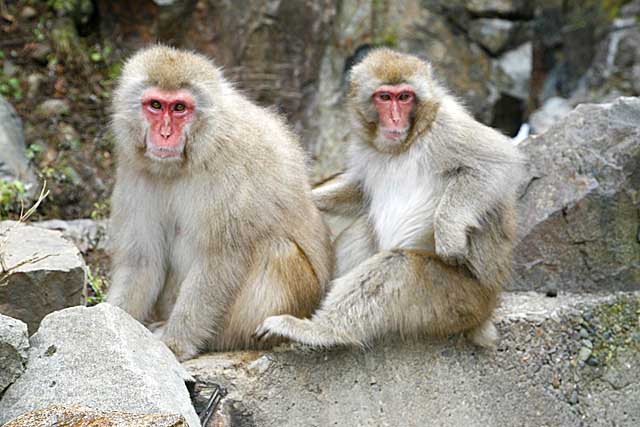 Japanese Snow Monkey (Macaca fuscata)