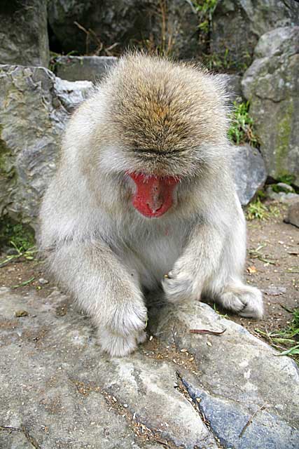 Japanese Snow Monkey (Macaca fuscata)