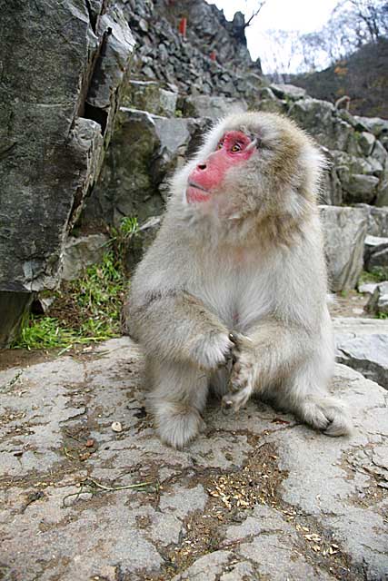 Japanese Snow Monkey (Macaca fuscata)