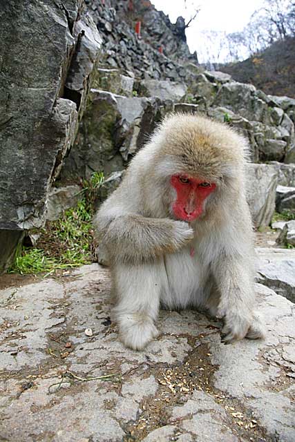 Japanese Snow Monkey (Macaca fuscata)