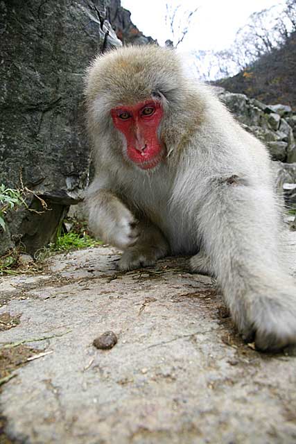 Japanese Snow Monkey (Macaca fuscata)