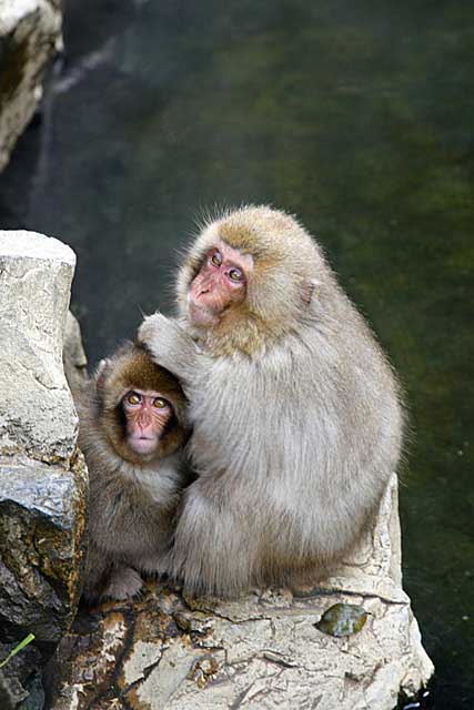 Japanese Snow Monkey (Macaca fuscata)