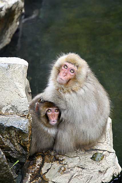 Japanese Snow Monkey (Macaca fuscata)