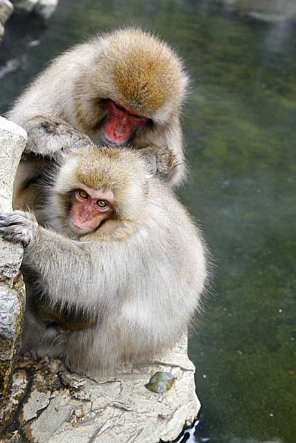 Japanese Snow Monkey (Macaca fuscata)