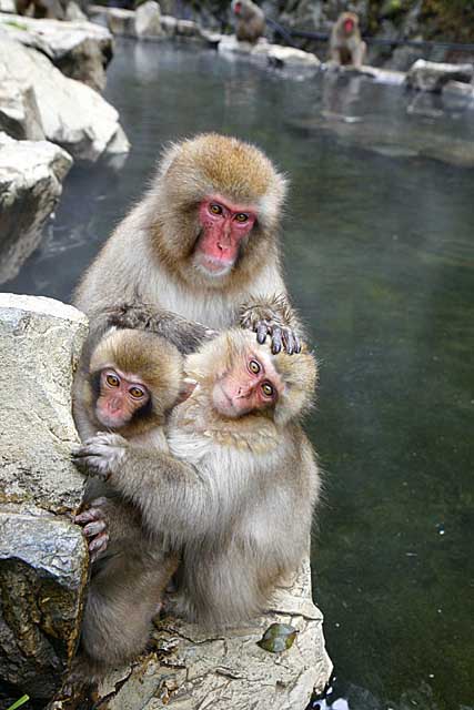 Japanese Snow Monkey (Macaca fuscata)