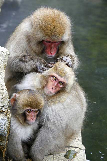 Japanese Snow Monkey (Macaca fuscata)