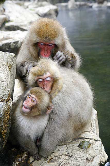 Japanese Snow Monkey (Macaca fuscata)