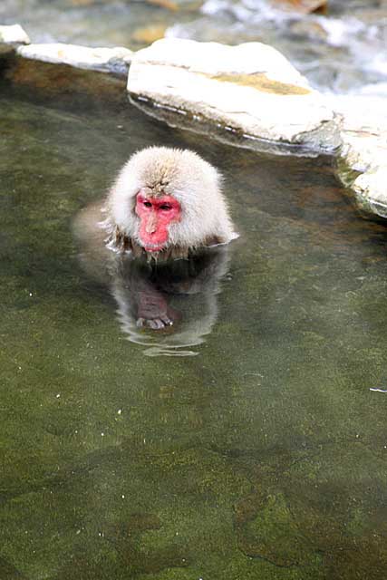 Japanese Snow Monkey (Macaca fuscata)