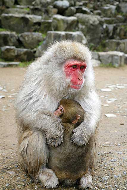 Japanese Snow Monkey (Macaca fuscata)