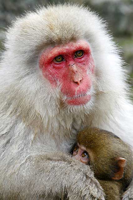 Japanese Snow Monkey (Macaca fuscata)