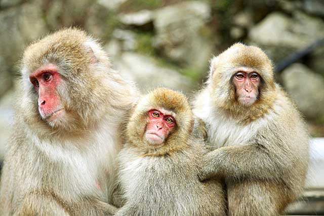 Japanese Snow Monkey (Macaca fuscata)