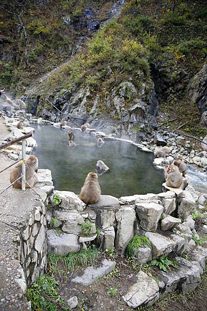 Japanese Snow Monkey (Macaca fuscata)