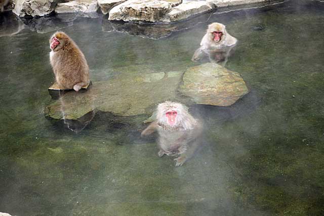 Japanese Snow Monkey (Macaca fuscata)