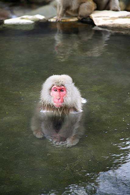 Japanese Snow Monkey (Macaca fuscata)