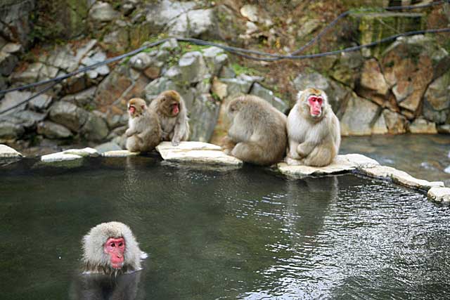 Japanese Snow Monkey (Macaca fuscata)