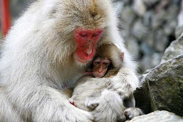 Japanese Snow Monkey (Macaca fuscata)