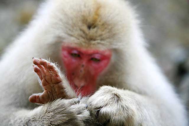 Japanese Snow Monkey (Macaca fuscata)