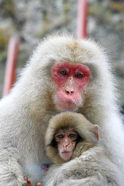 Japanese Snow Monkey (Macaca fuscata)