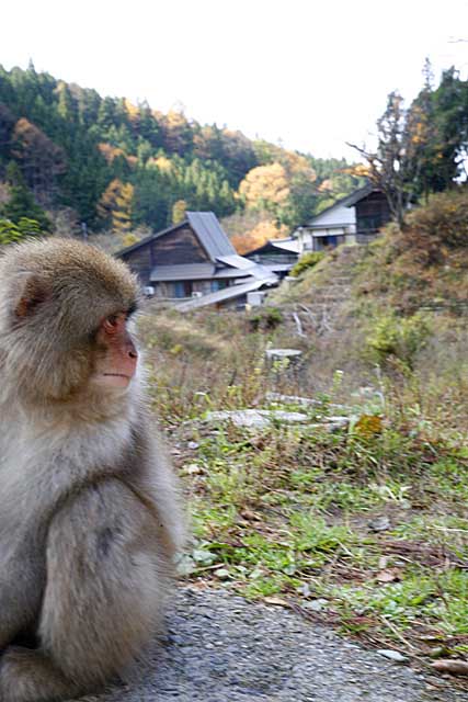 Japanese Snow Monkey (Macaca fuscata)