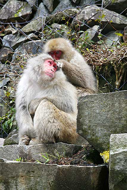 Japanese Snow Monkey (Macaca fuscata)