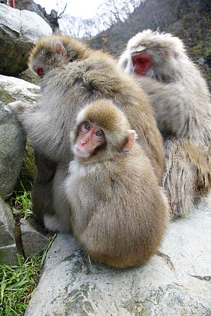 Japanese Snow Monkey (Macaca fuscata)