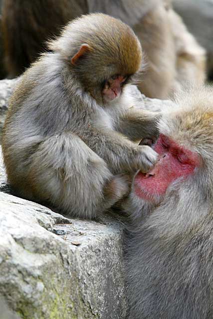 Japanese Snow Monkey (Macaca fuscata)