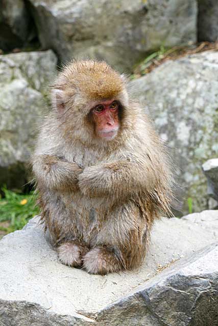 Japanese Snow Monkey (Macaca fuscata)