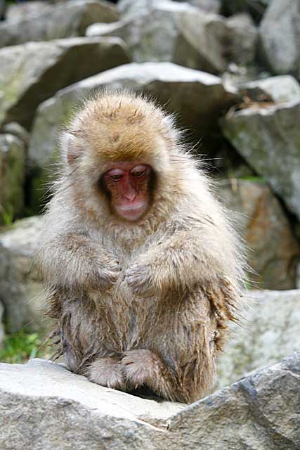 Japanese Snow Monkey (Macaca fuscata)