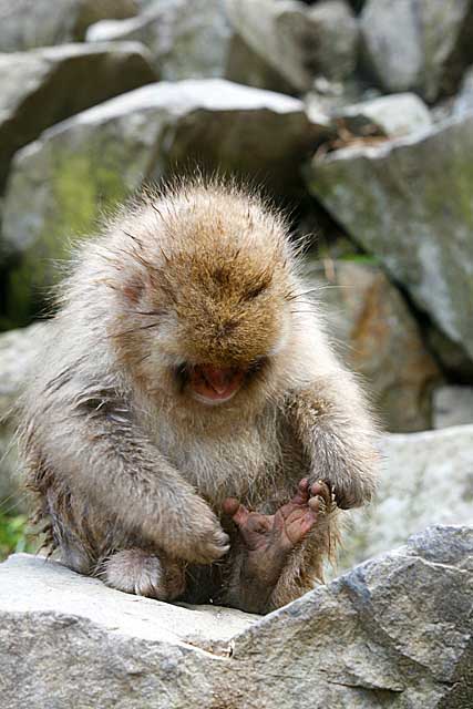 Japanese Snow Monkey (Macaca fuscata)