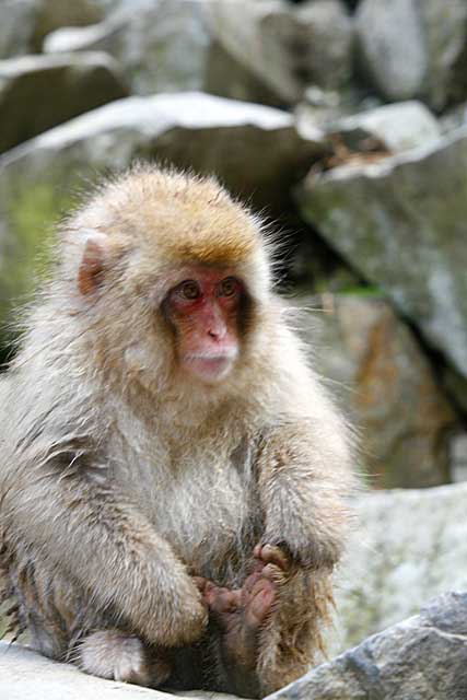 Japanese Snow Monkey (Macaca fuscata)