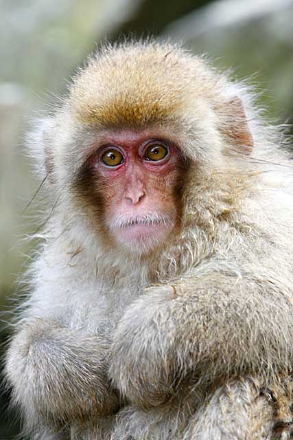 Japanese Snow Monkey (Macaca fuscata)