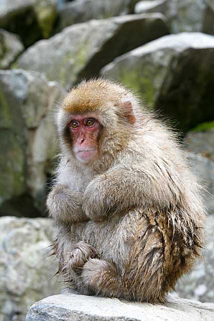 Japanese Snow Monkey (Macaca fuscata)