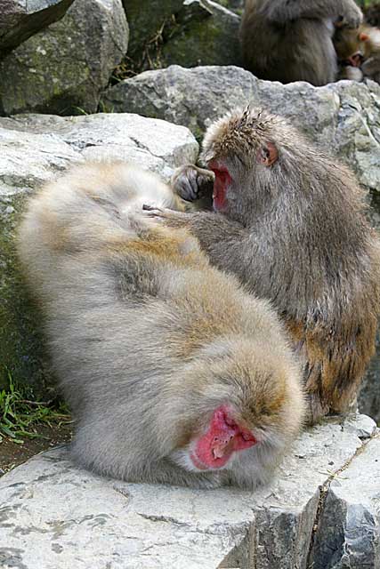 Japanese Snow Monkey (Macaca fuscata)